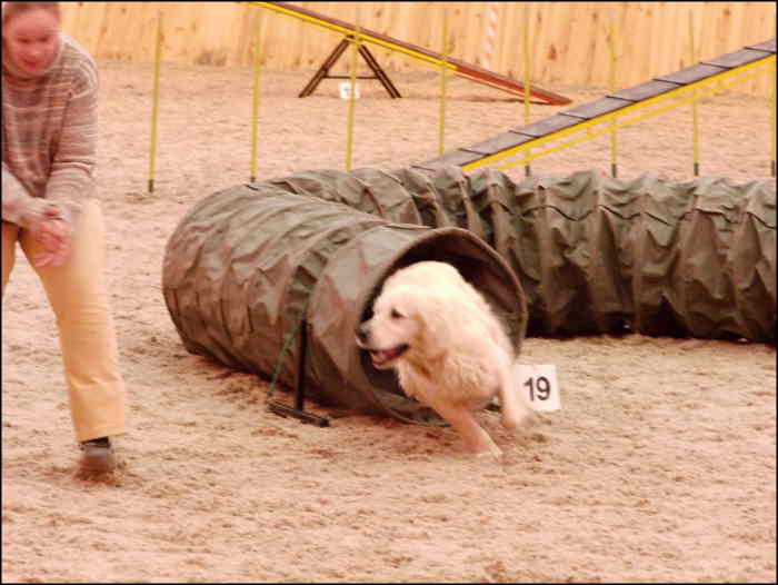 hobby agility - Ostrov u Chlumce nad Cidlinou
